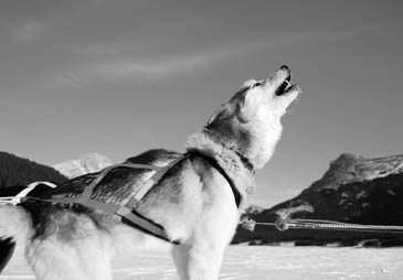 HomePgPix Howling Dog