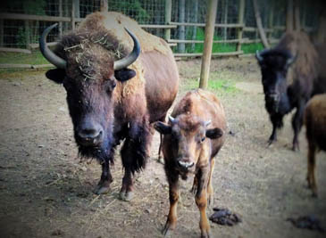 BuffaloLoop Buffalo cow and calf