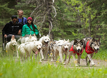 Boundary Ranch - Kananaskis, Alberta - Adventure Dog Cart Tours2