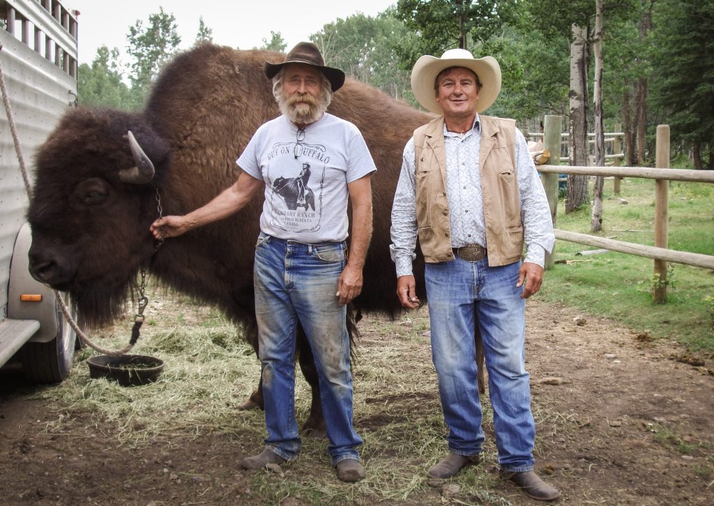 Boundary Ranch, Kananaskis, Alberta - Home of Guy on a Buffalo