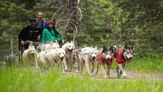 Boundary Ranch - Kananaskis, Alberta - Adventure Dog Cart Tours