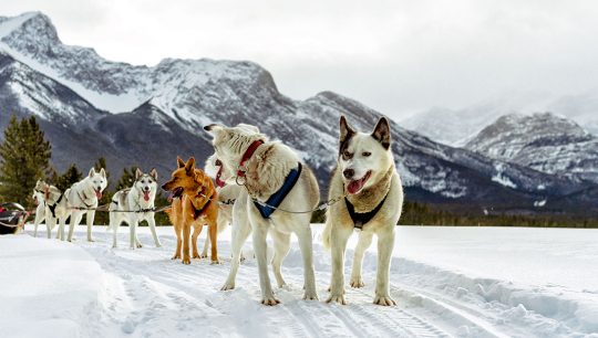 Boundary-Ranch---Kananaskis,-Alberta---Dog-Sledding